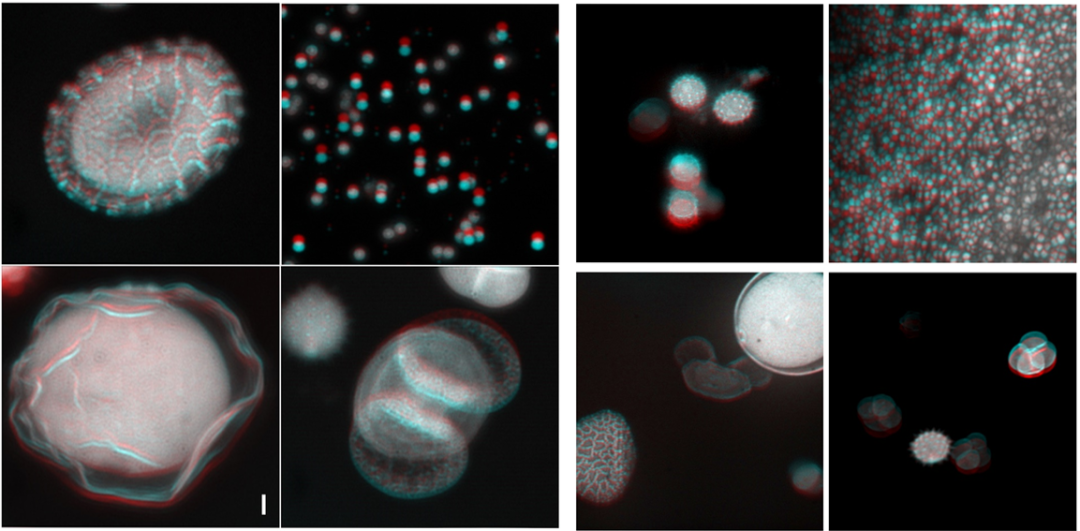 50fs飞秒激光器-极窄脉宽在双光子成像中的独特优势(图1) 640.png